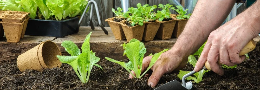 Person pflanzt Salatsetzlinge ein